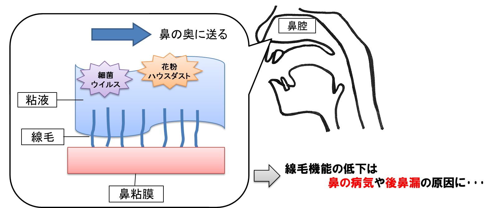 剤盛堂薬品株式会社 耳より健康情報health information