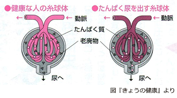 飲み物 改善 尿 蛋白