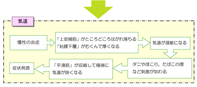 ぜんそくの起こり方