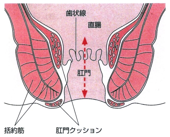 【肛門の構造】※『きょうの健康』より