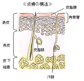 皮膚の構造