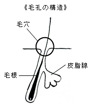 ニキビができるしくみは？