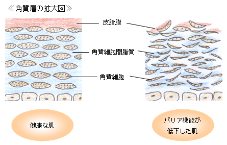 角質層の拡大図