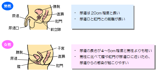 膀胱炎 剤盛堂薬品株式会社