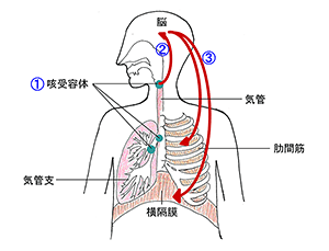 咳の起こり方図